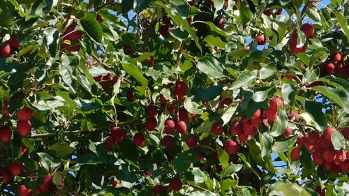 苹果树与丰富的水果轴承 · 免费素材视频