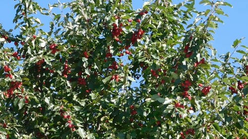 树木结出红色果实 · 免费素材视频