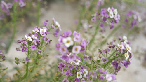 白色和紫色的花簇 · 免费素材视频