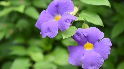 盛开的紫罗兰花的特写镜头 · 免费素材视频