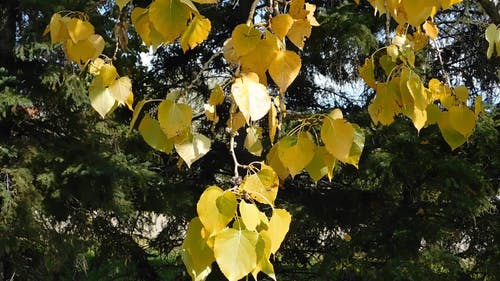 一棵树的金黄叶子 · 免费素材视频