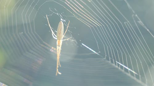 一只蜘蛛栖息在蜘蛛网的中心 · 免费素材视频