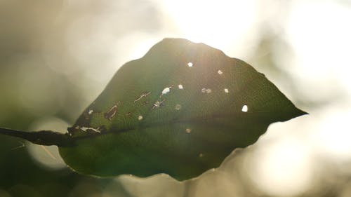 阳光穿过受损叶子的孔 · 免费素材视频
