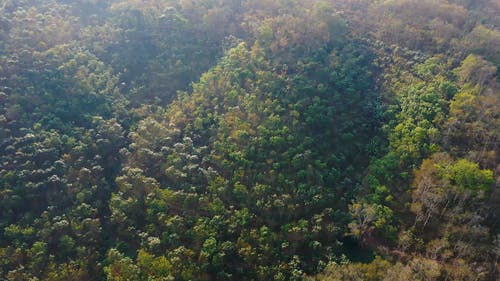 人工林的无人机画面 · 免费素材视频