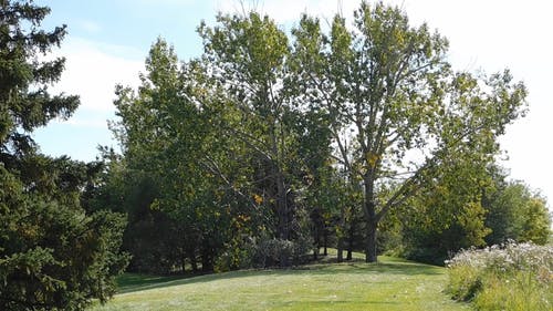 在花园公园里生长的高大的树木 · 免费素材视频
