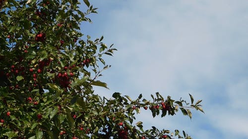一棵繁茂的水果丛生的树 · 免费素材视频