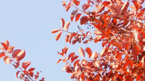 一棵树与橙叶的低角度镜头在大风天 · 免费素材视频