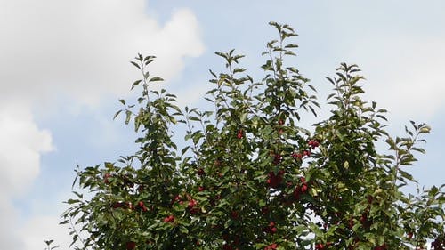 水果树未收获的产品 · 免费素材视频
