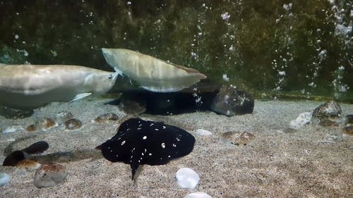 水族馆里的海洋动物 · 免费素材视频