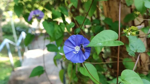 蜜蜂从花飞 · 免费素材视频