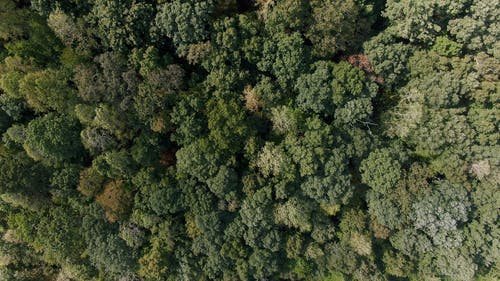 在茂密的森林中的树冠 · 免费素材视频