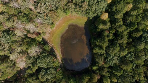 森林里的水残留物的无人机画面 · 免费素材视频