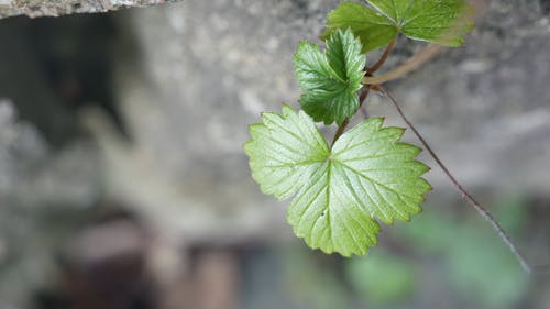 植物生长的叶子 · 免费素材视频