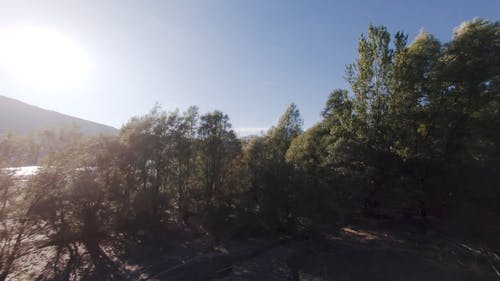 树木在湖岸上的无人机画面 · 免费素材视频