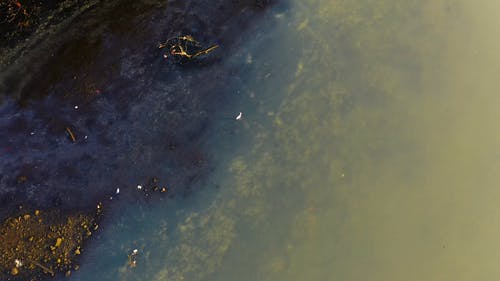 从上面走在沼泽地上的白鹭的镜头 · 免费素材视频