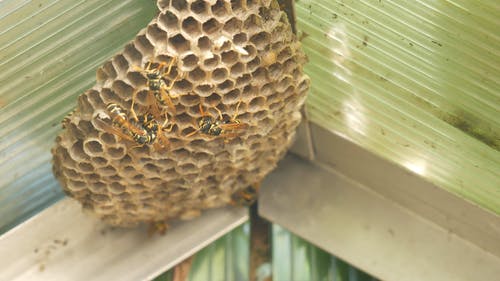 蜜蜂在屋顶下筑巢 · 免费素材视频