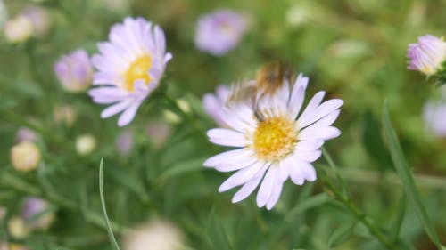 一只蜜蜂从花田飞走 · 免费素材视频