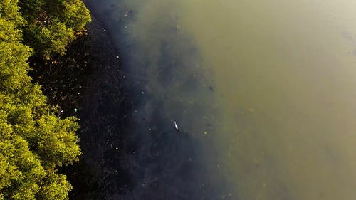 从上面的白鹭的镜头，在靠近红树林的浑水上行走并飞走 · 免费素材视频