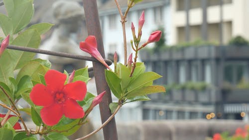 大风天红色花和花蕾 · 免费素材视频