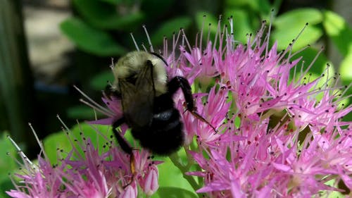 以花为食的蜜蜂 · 免费素材视频
