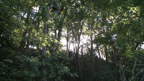 阳光穿过树林 · 免费素材视频