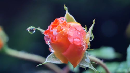 在玫瑰花蕾上的水滴 · 免费素材视频