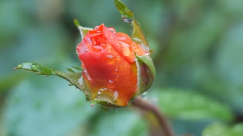 橙色玫瑰花蕾用水的特写镜头在它的瓣下降 · 免费素材视频