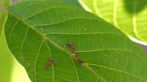 三只蚂蚁饲喂叶片养分 · 免费素材视频