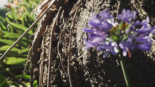 在茎上发芽的开花植物 · 免费素材视频