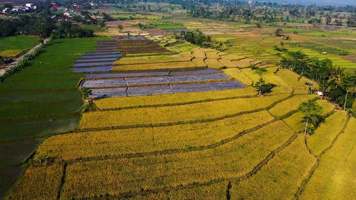 农业土地上的稻田种植 · 免费素材视频