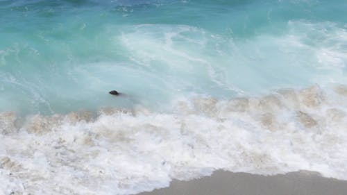 一只海狮在沙滩上游泳 · 免费素材视频