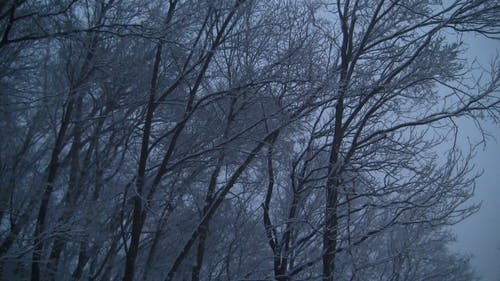 在一个阴沉的冬日的低角度镜头雪覆盖的树木 · 免费素材视频