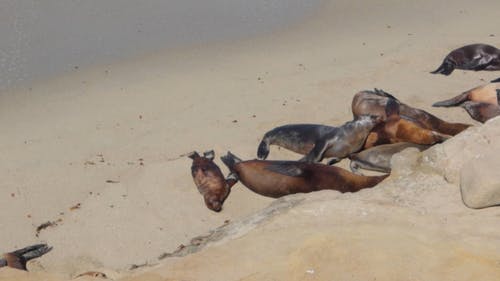 一群海狮在海边休息 · 免费素材视频