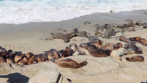 一群海豹在海边晒太阳 · 免费素材视频