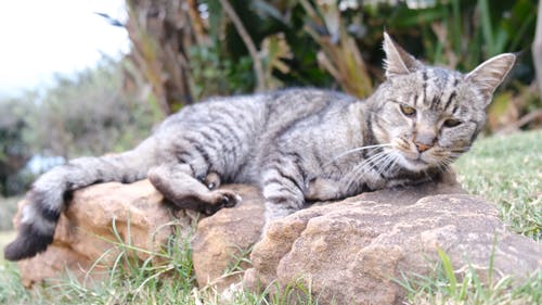 一只猫在岩石上休息 · 免费素材视频