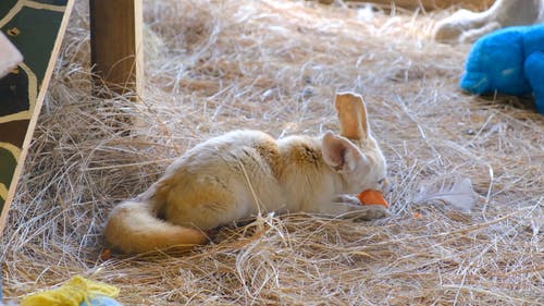 幼崽狐狸在干草床上吃 · 免费素材视频