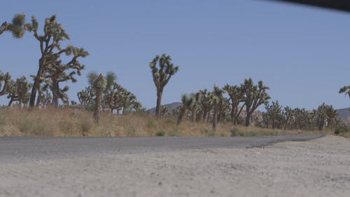 在路上有仙人掌树的道路上行驶的机动车 · 免费素材视频