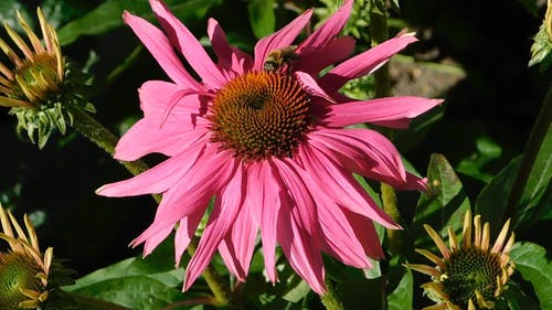 蜜蜂从粉红色的紫苑花花蜜吮吸的特写镜头 · 免费素材视频
