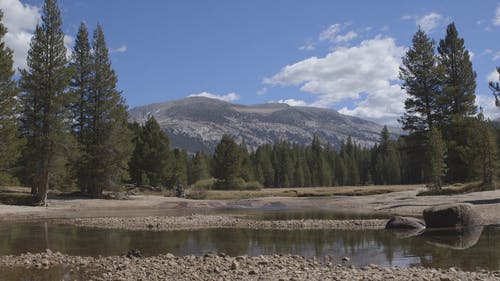 郁郁葱葱的植被所包围的溪流的低角度镜头，远处的山景 · 免费素材视频