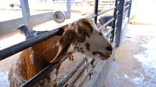 人们在农场里喂养山羊 · 免费素材视频