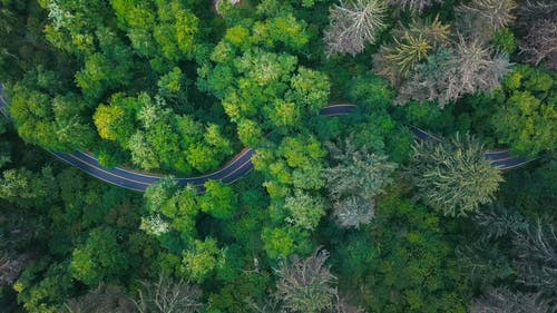 从上方的森林中郁郁葱葱的植被曲折的道路的镜头 · 免费素材视频
