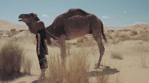 触摸骆驼在沙漠中的女人 · 免费素材视频