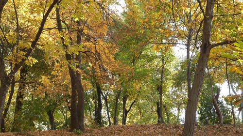 树木和秋天的落叶 · 免费素材视频