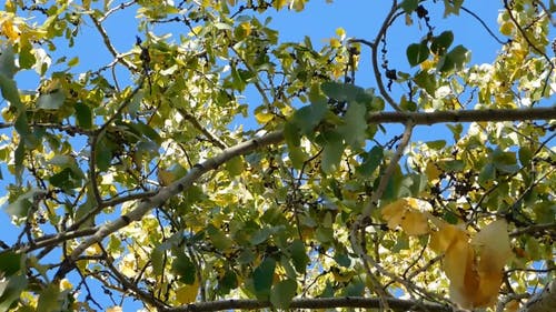 低角度的树梢叶子随风摇曳 · 免费素材视频