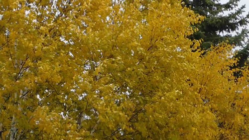 秋天的颜色 · 免费素材视频