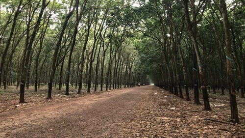 骑自行车的人经过橡胶树种植园内的一条路 · 免费素材视频