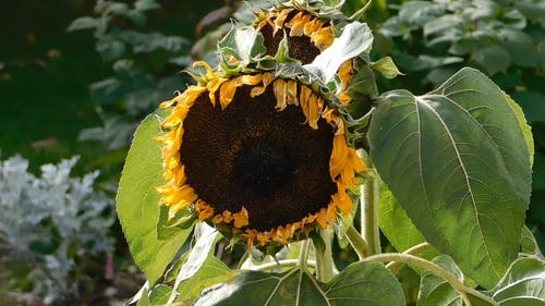 芝麻种子在向日葵雌蕊上 · 免费素材视频