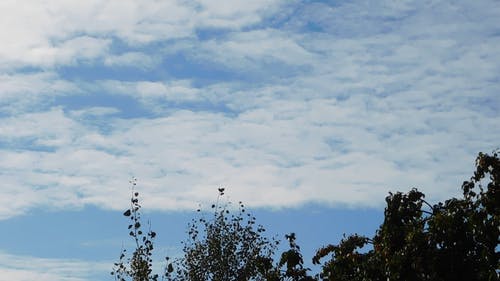 凉风习习的一天，白云的低角度镜头在树顶上 · 免费素材视频
