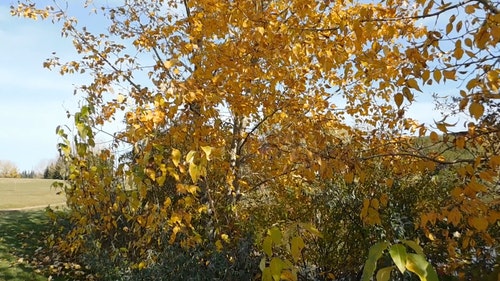 秋天的叶子的颜色 · 免费素材视频