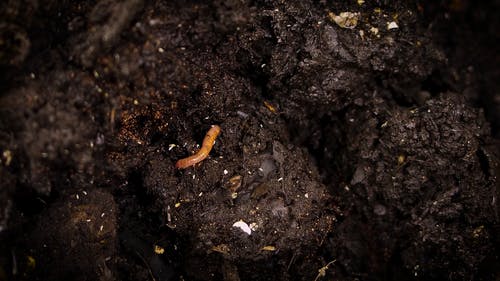 Comp和臭虫在堆肥土壤中繁殖 · 免费素材视频